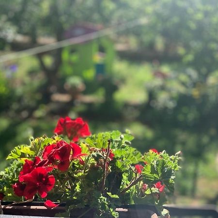 Apartman Dalija วิงกุรัน ภายนอก รูปภาพ